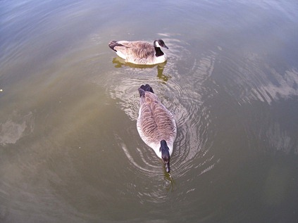 Canada geese - gander and goose