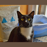 Boxiecat Cat Litter review