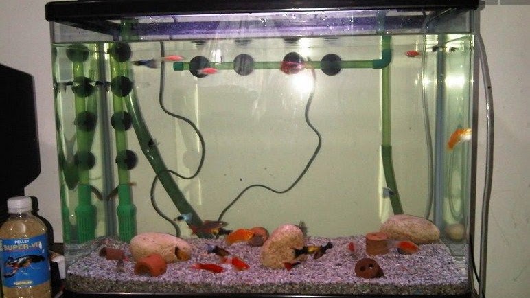 640 Koleksi Pompa Aquarium Untuk Ikan Mas Koki Terbaik