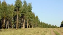 Aprueban el Plan Regional de Reforestación de La Libertad 2011-2021