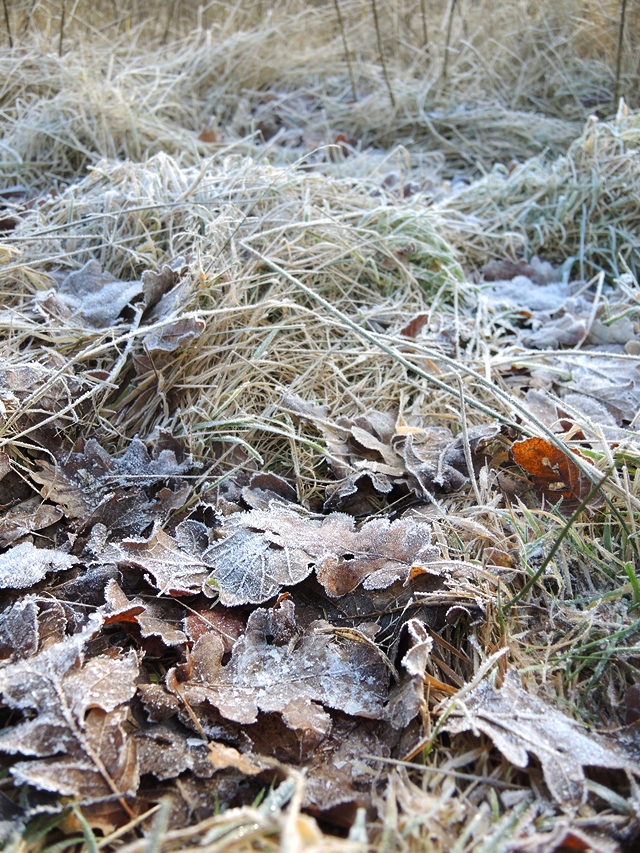 ijsdagen in het bos en in mijn tuin...