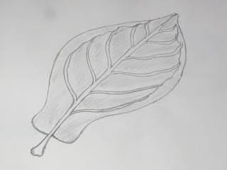 How to Draw and Sketch Beach Type Smooth Leaf Using Pencil