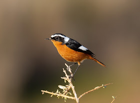 Moussier's Redstart - Souss Massa National Park, Morocco