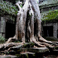 Tree Root Amazing Plant Wallpaper