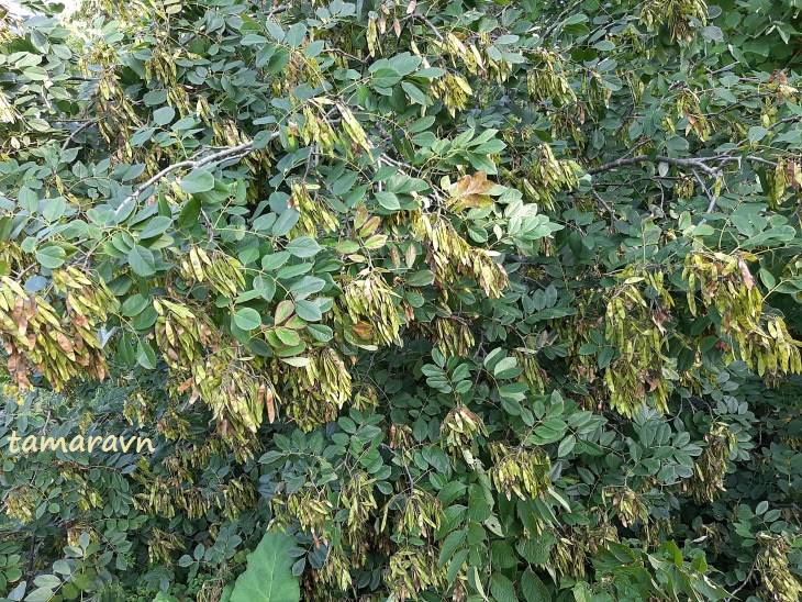 Маакия амурская (Maackia amurensis)