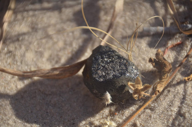  Republic of Finland together with the the States of America recovered a fresh meteorite inwards Republic of Botswana For You Information - Fragment of impacting asteroid recovered inwards Botswana