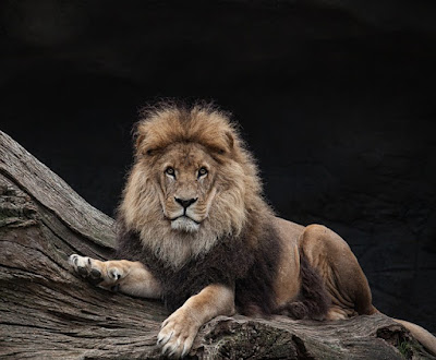 Lion facts and information
