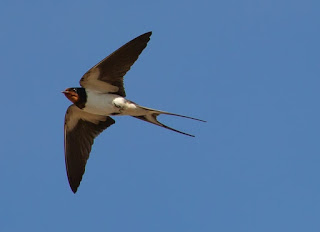 Gambar burung walet terbang