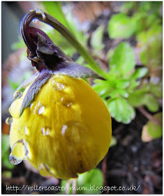 yellow pansy flower