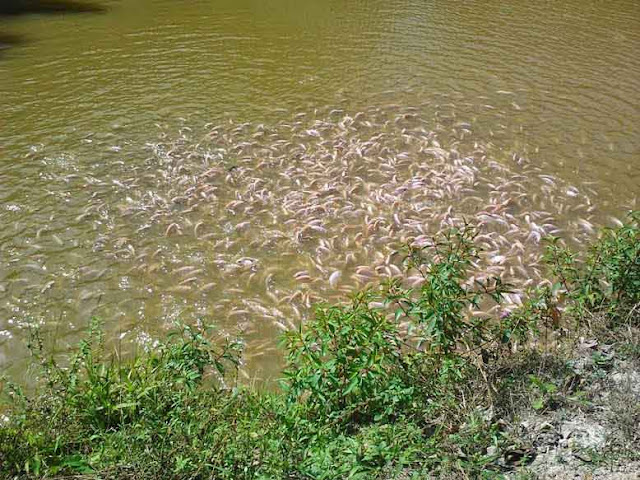 Panduan Asas Penternakan Ikan Talapia