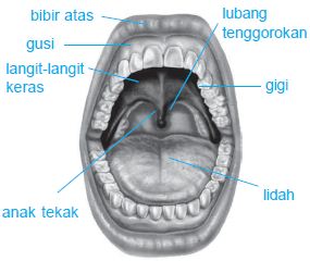 Organ dan Alat Saluran Sistem Pencernaan Makanan Pada 