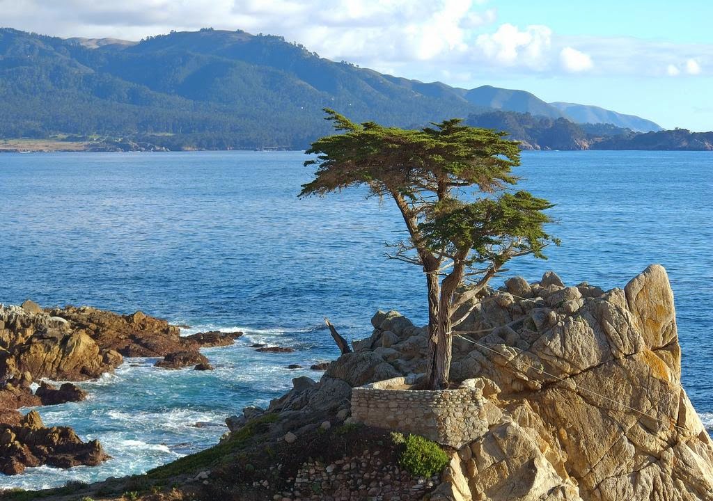 Lone Cypress in Monterey Famous tree of the world