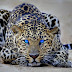 Eye of the Leopard