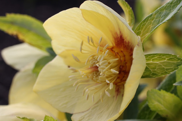 Yellow Hellebore