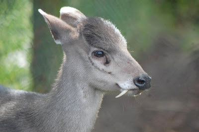 Tufted Deer