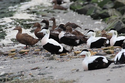 Eider - Eider - Somateria mollissima