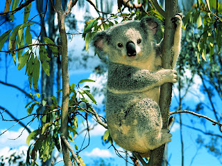 koala australia animal pets wallpaper