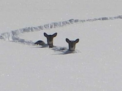 Deer in deep snow