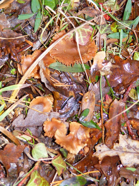 A Webcap Cortinarius sp. Indre et Loire, France. Photo by Loire Valley Time Travel.