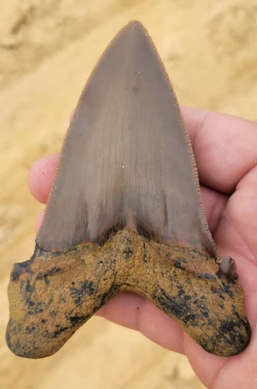 8-year-old boy discovers giant tooth from prehistoric shark in South Carolina