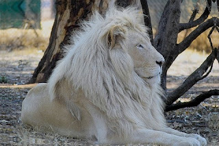 albino amimals lions
