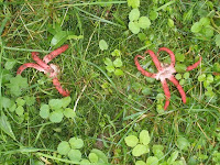 Clathrus archeri