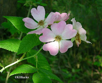 Rosa Rosaceae