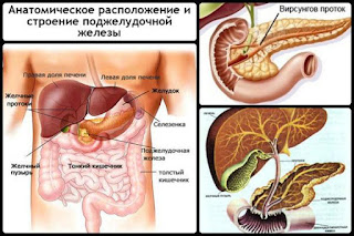 Печень, Желчный пузырь и Поджелудочная железа 