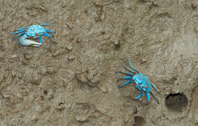 Blue Fiddler Crab (Uca tetragonon)