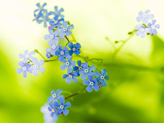 Wallpaper of Flower