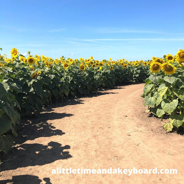 A dirt path welcomes us through the sea of gold at Von Bergen's Sun Flower Maze.