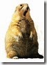 prairie dog Large redo prairie dog Large redo