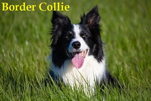 border collie : Informationen zur border collie -Hunderasse