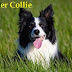 border collie : Informationen zur border collie -Hunderasse