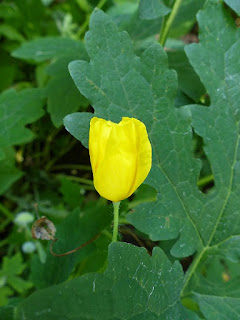 Stylophore à deux feuilles - Stylophorum diphyllum