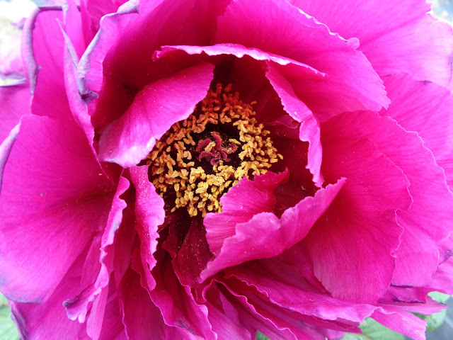 燕趙園の牡丹の花