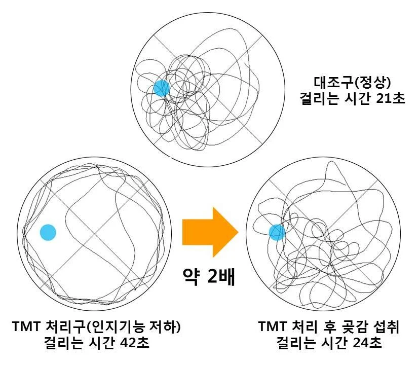 국립산림과학원, 동물실험으로 곶감의 인지기능 개선효과 입증