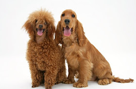 Golden Cocker Spaniel Pictures