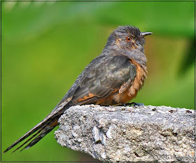 Cuco plañidero: Cacomantis merulinus