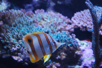 Copperband butterflyfish - Chelmon rostratus