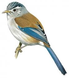 Blue-winged Minla