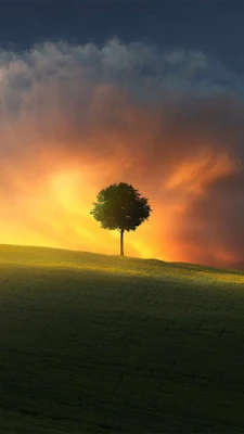 iPhone Wallpaper: Burning Sky Sunset, Tree, Field, HD