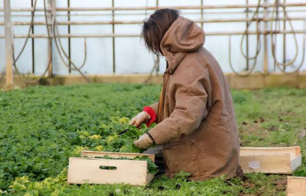 Bretagne : Quelle place pour la bio dans la première région agricole de France ?