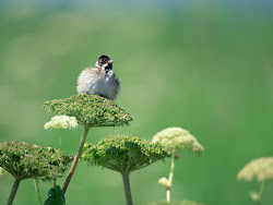 gambar burung kecil, foto burung, wallpaper burung