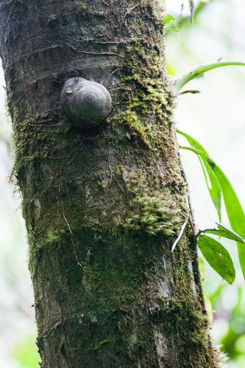 El Yunque Rainforest blog-11