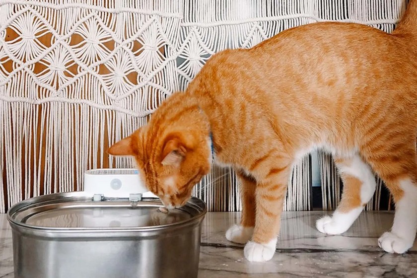 the best portable water fountain for cats