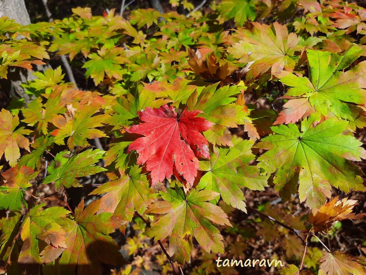 Клён ложнозибольдов (Acer pseudosieboldianum)