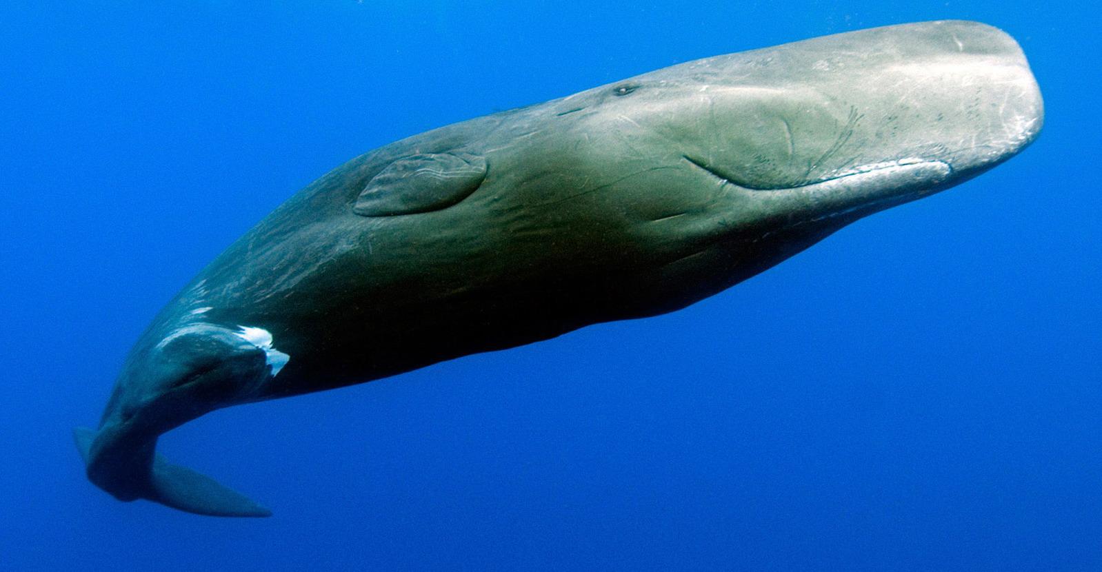 https://blogger.googleusercontent.com/img/b/R29vZ2xl/AVvXsEjuNvmcrcYj-zrFgqNmZGEDhzEhHiPbbvSi68cktCandPNjN02v3RU5fVB8dw9xlyD9Mc0vZZE3KrcMaS5CMrUh4PlOPYX3ocUqnbM1CZRR879Q1RaOIkScSaOz39fEyJT-UDHWdeI_yCjN/s1600/Sperm-Whale.jpg