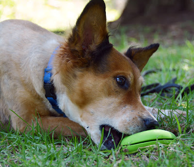 dog with chew toy