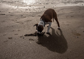 Photo of Ruby digging a hole in the sand